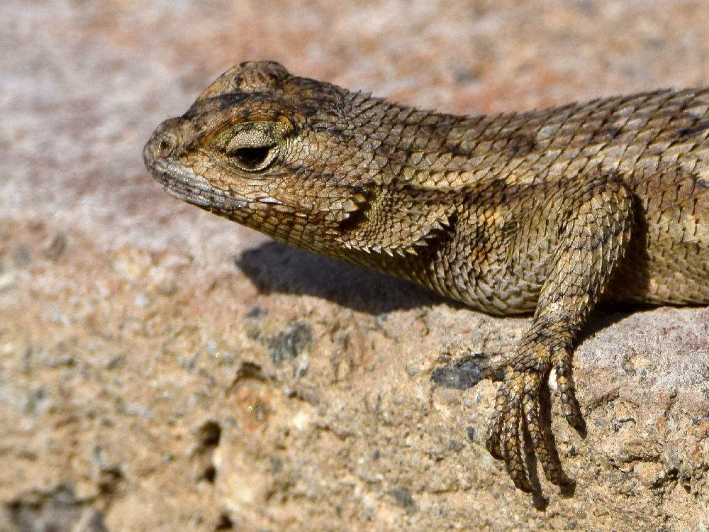 Lizard.jpg