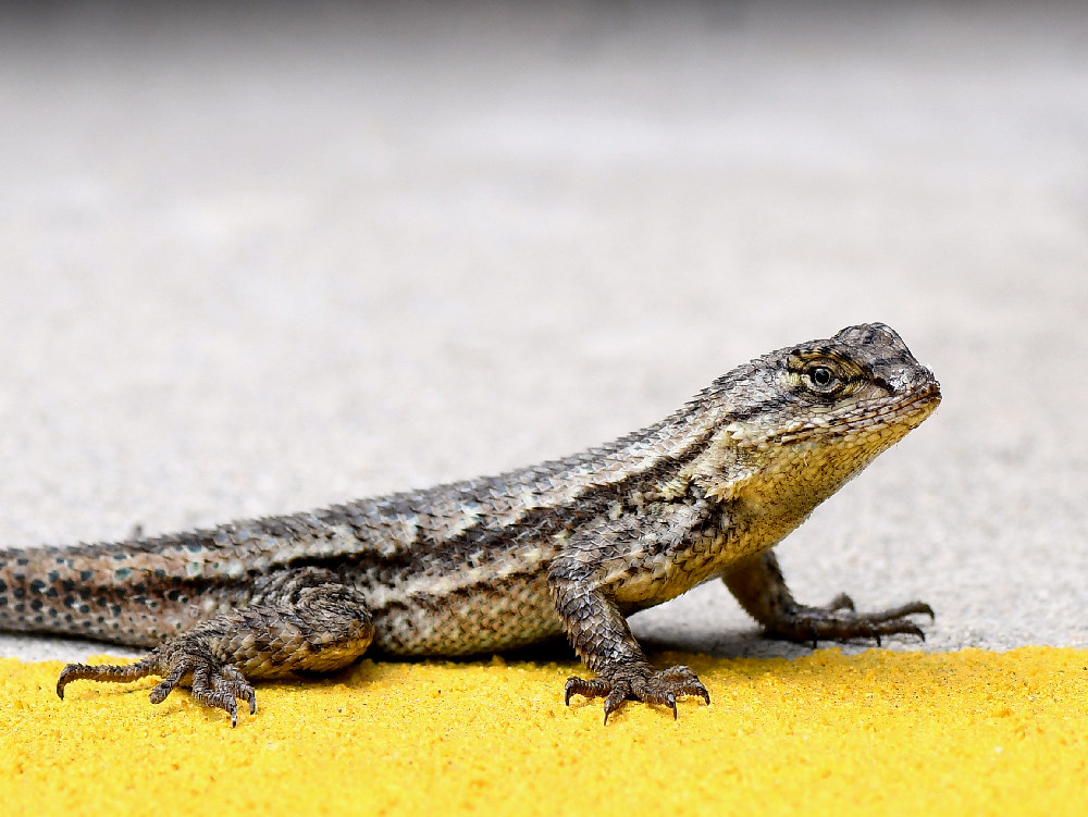 Lizard.jpg