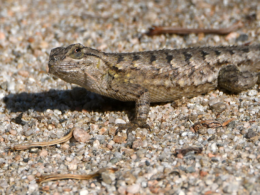 Lizard.jpg