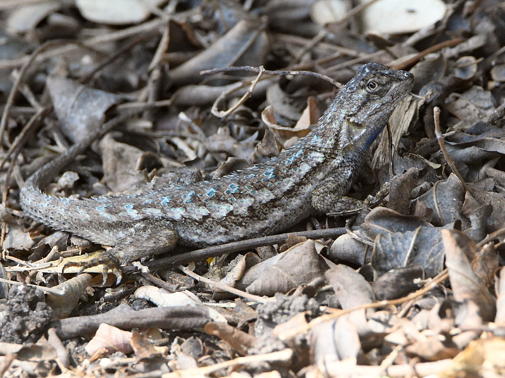 Lizard.jpg