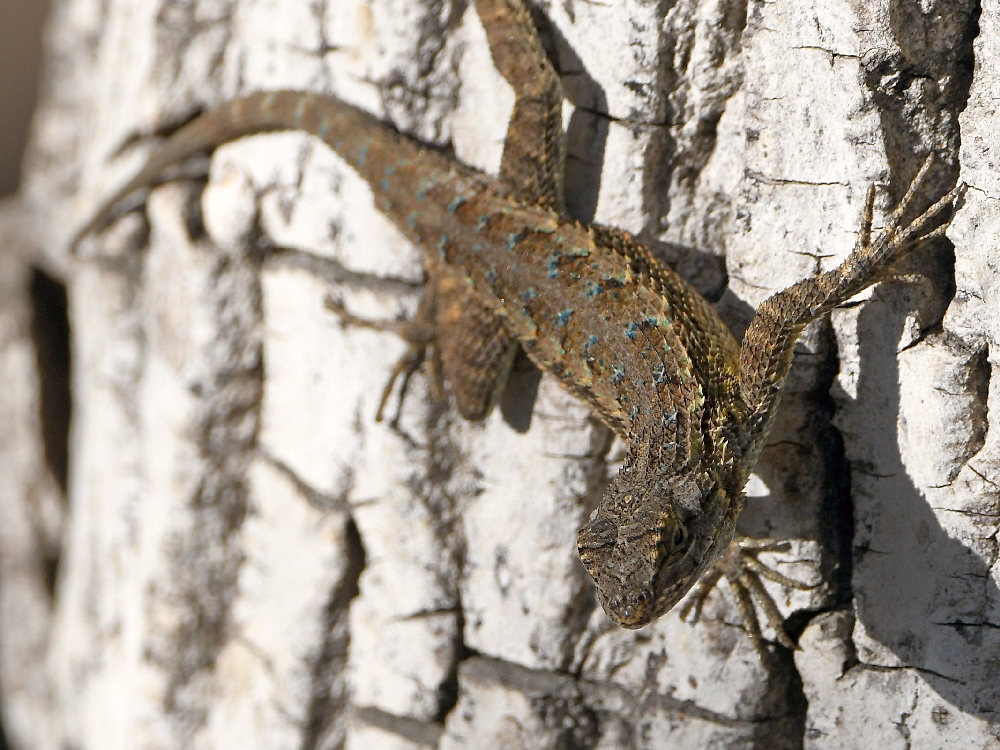 Lizard.jpg