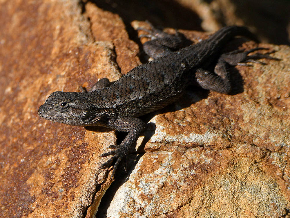 Lizard.jpg