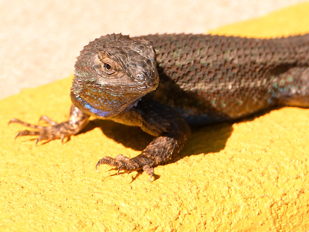 Lizard.jpg