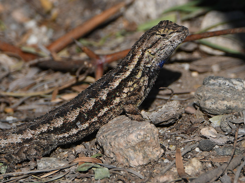 Lizard.jpg