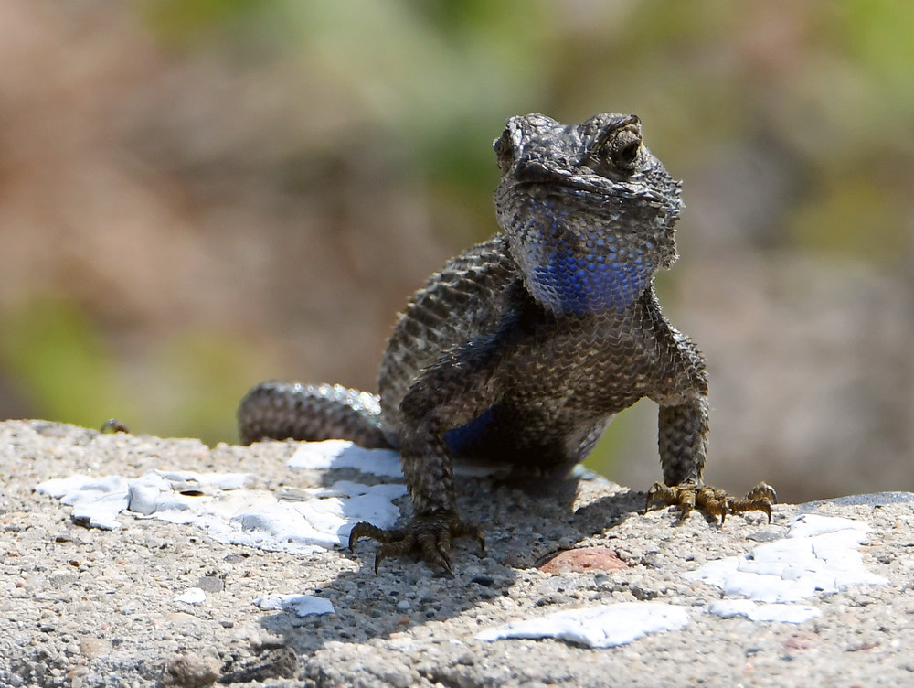 Lizard.jpg