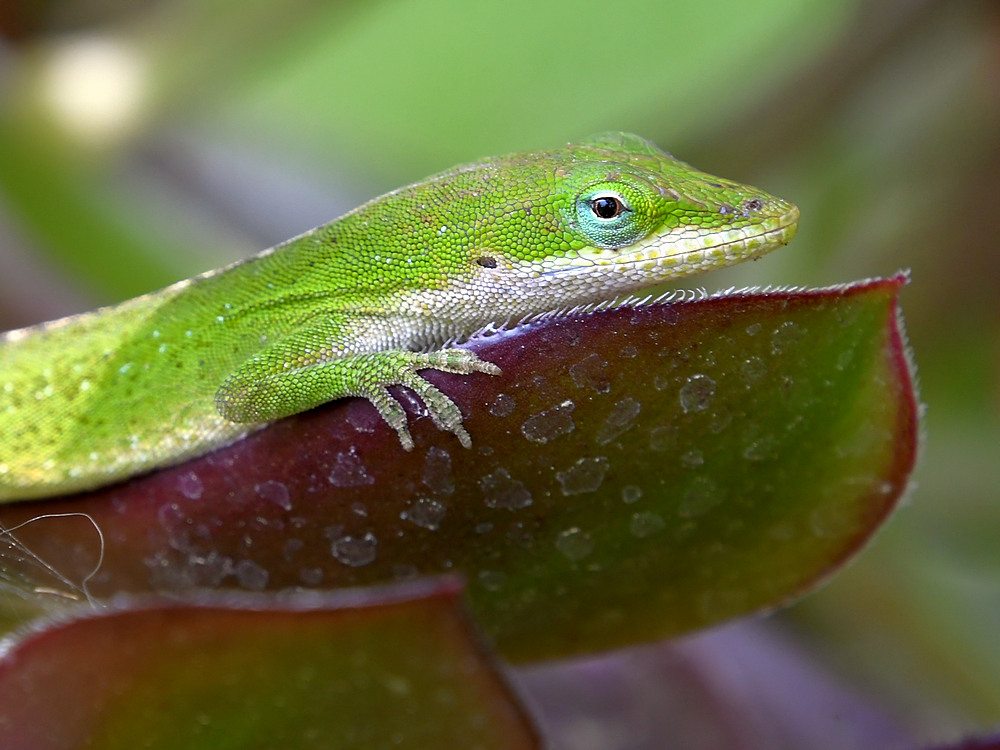 Lizard.jpg