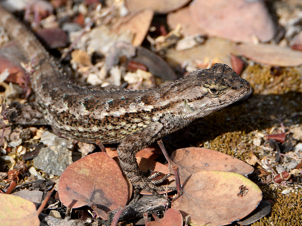 Lizard.jpg