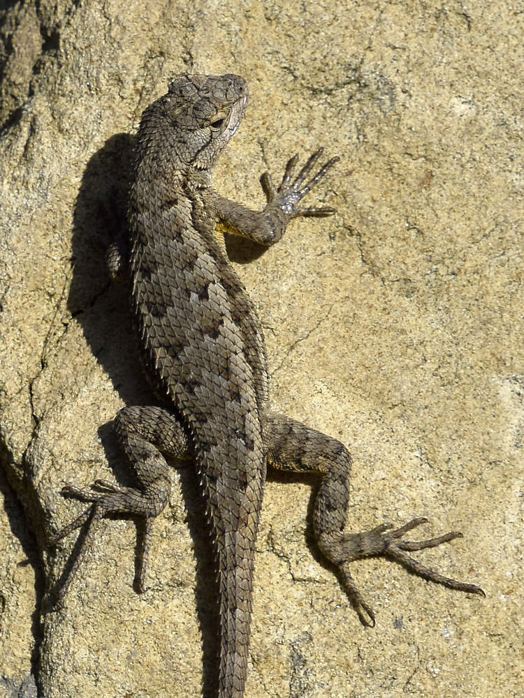 Lizard.jpg