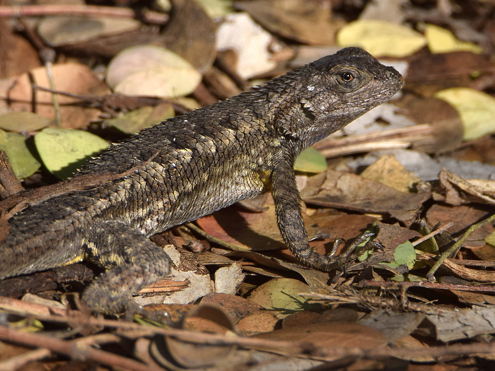 Lizard.jpg