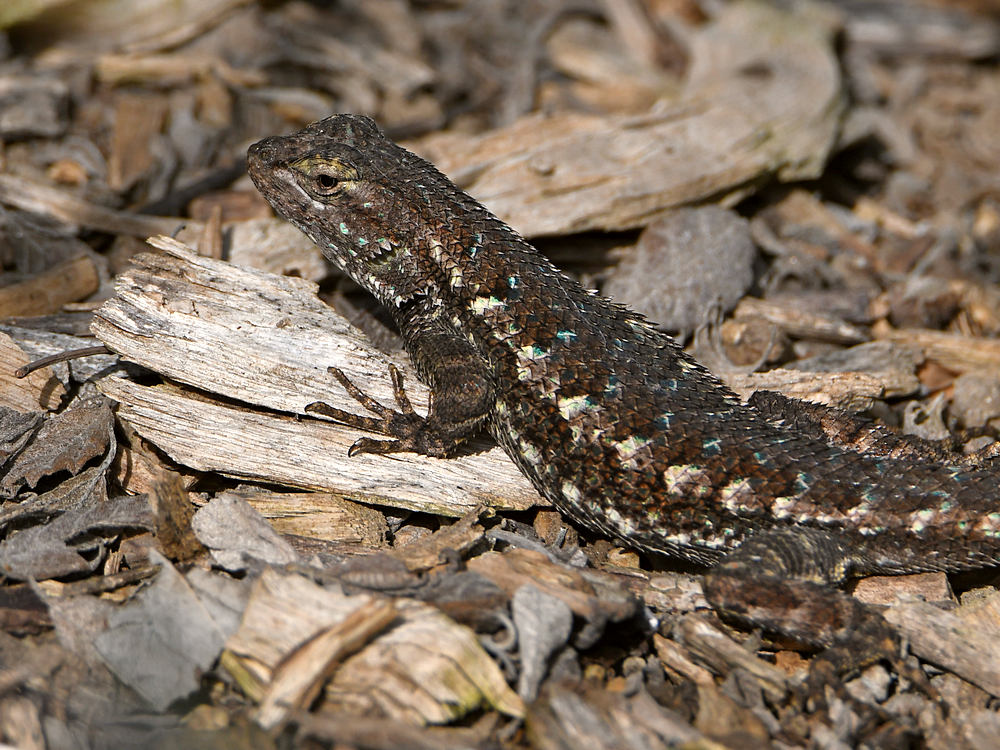 Lizard.jpg