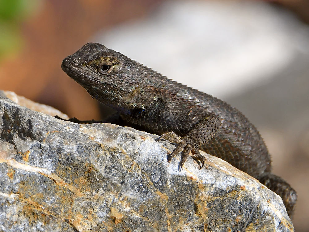 Lizard.jpg