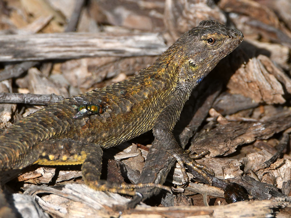 Lizard.jpg