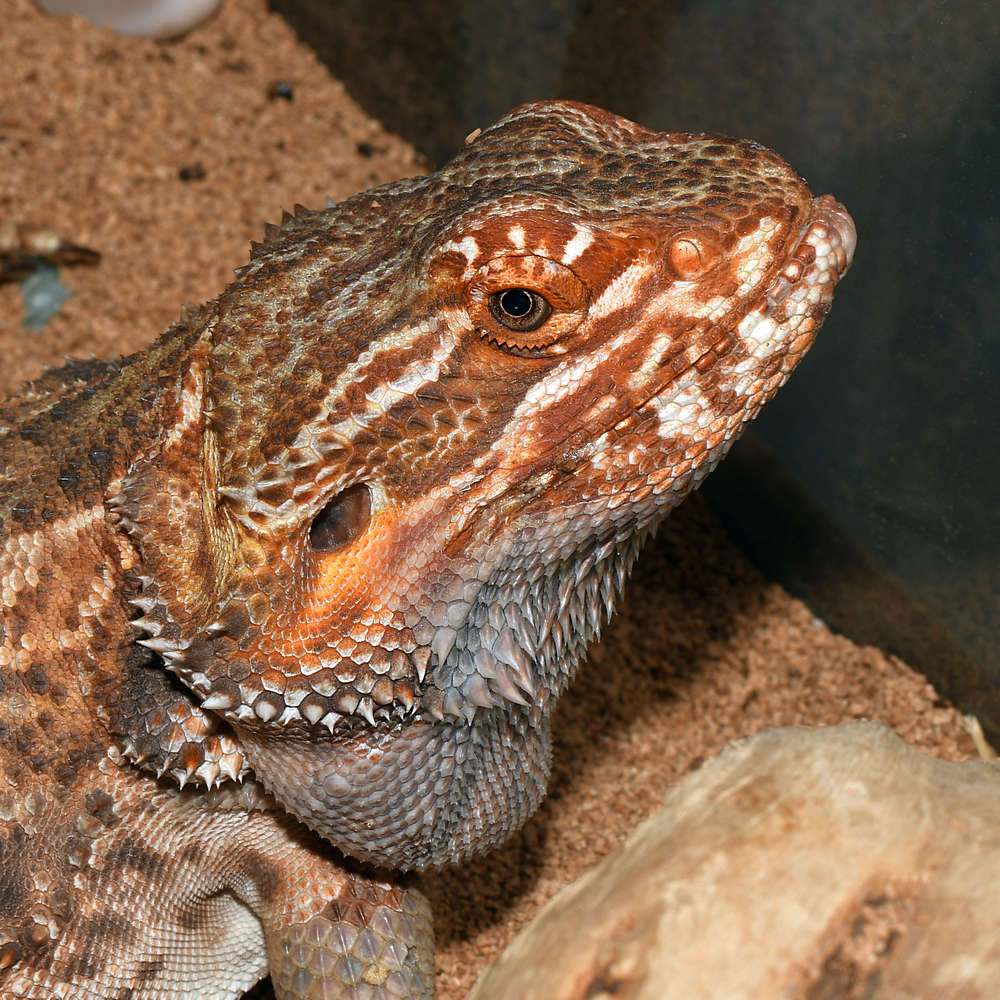 Lizard.jpg