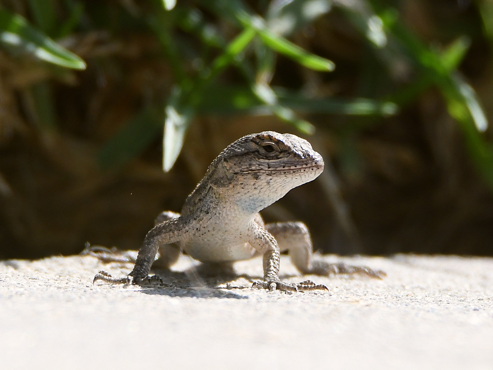 Lizard.jpg