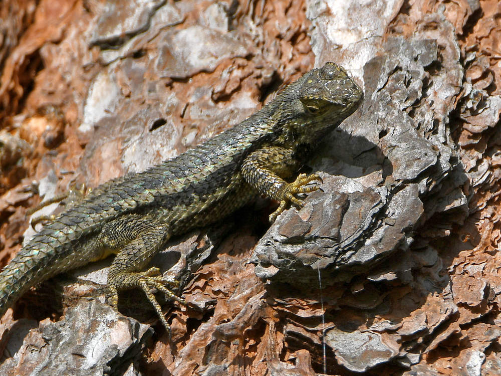Lizard.jpg