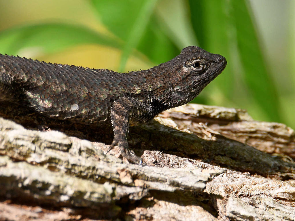 Lizard.jpg