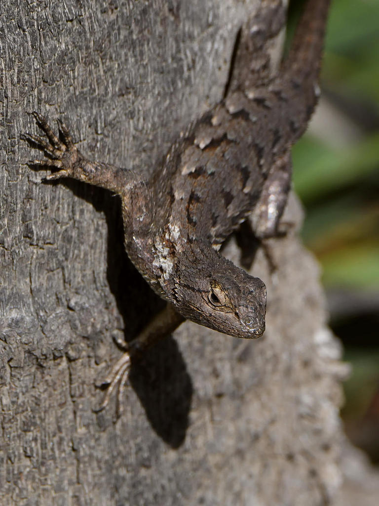 Lizard.jpg