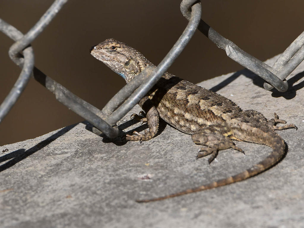 Lizard.jpg