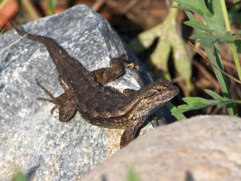 Lizard.jpg
