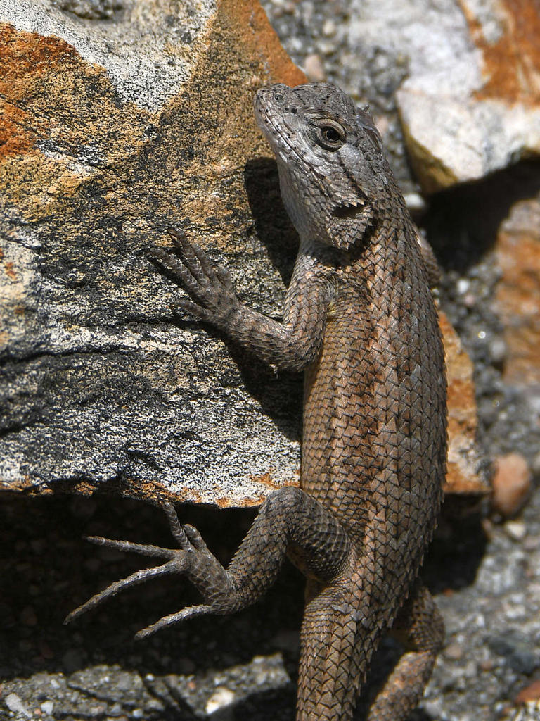 Lizard.jpg