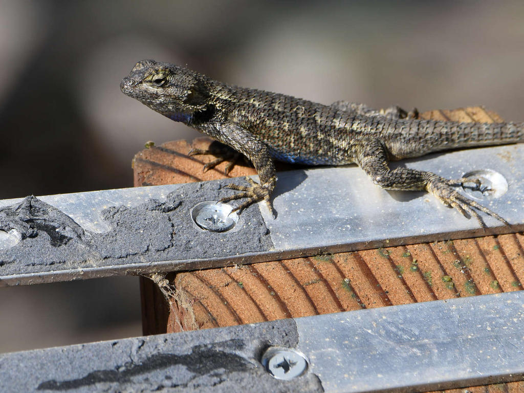 Lizard.jpg