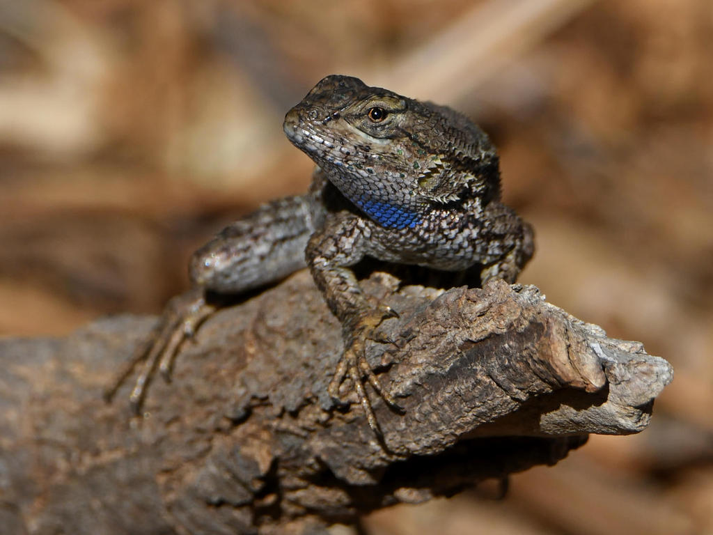 Lizard.jpg