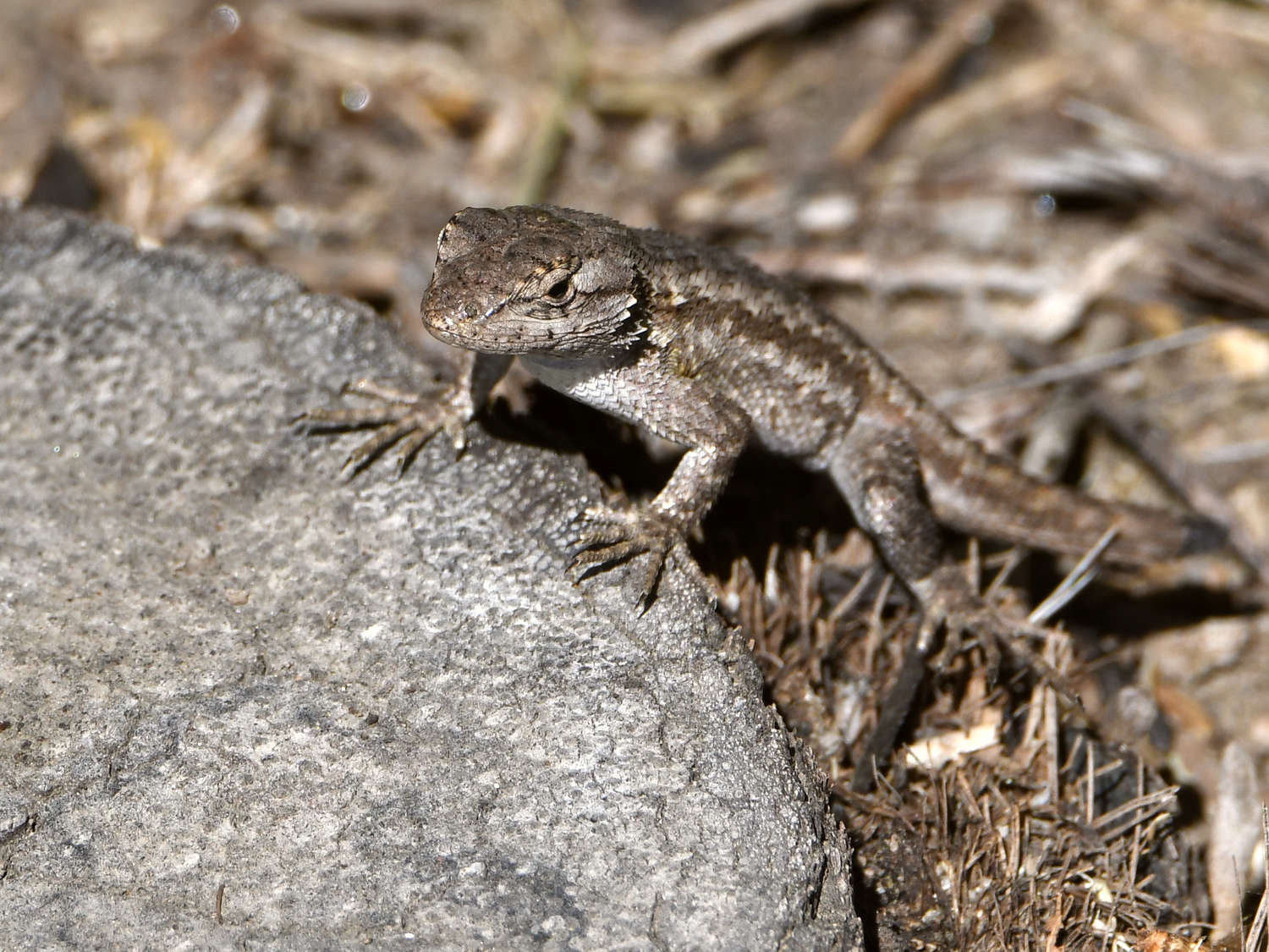 Lizard.jpg