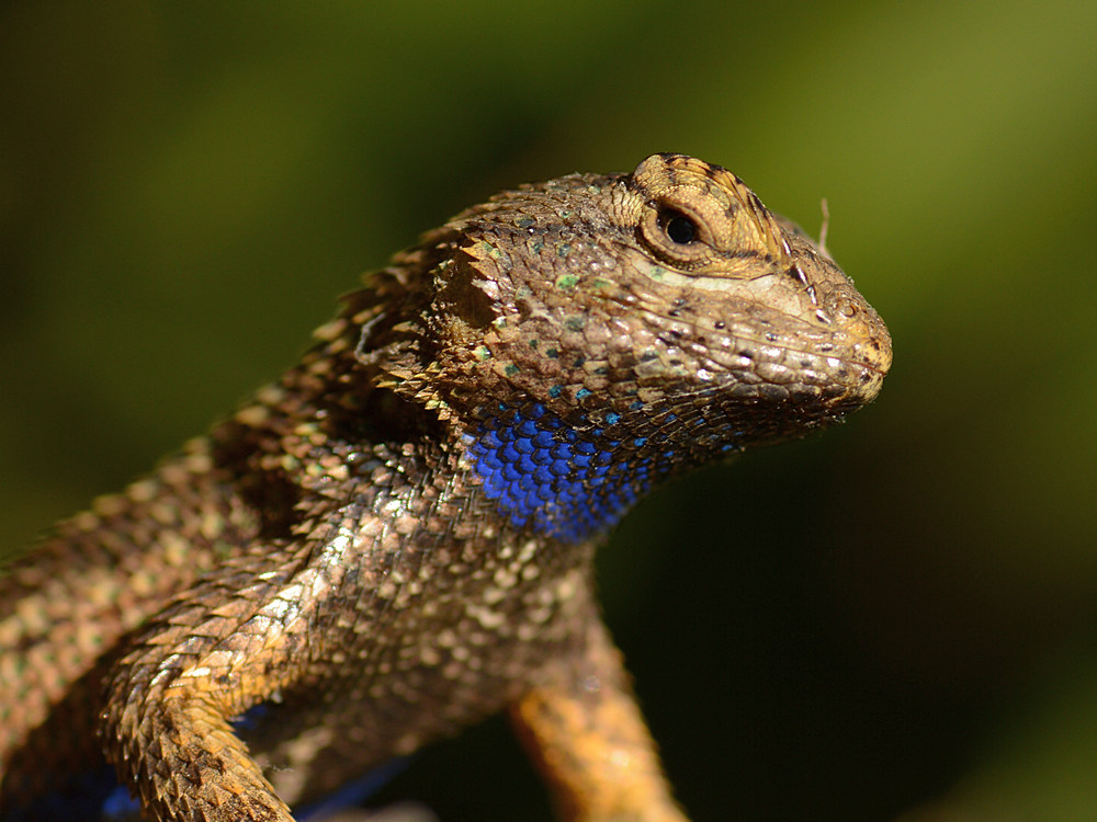 Lizard.jpg