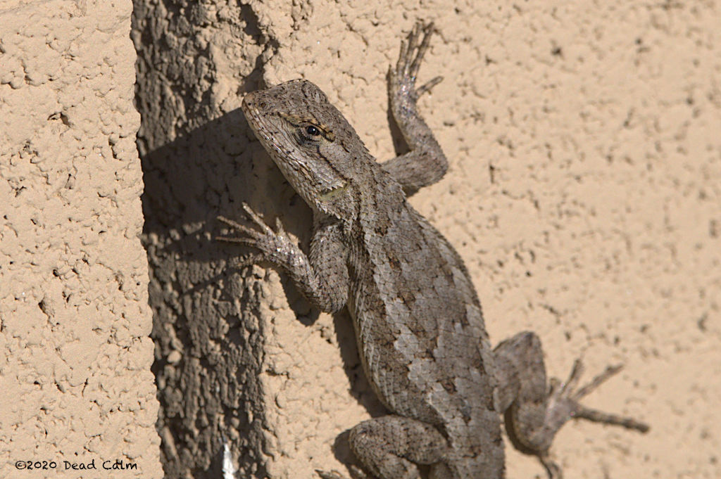 lizard N 500_1102.jpg