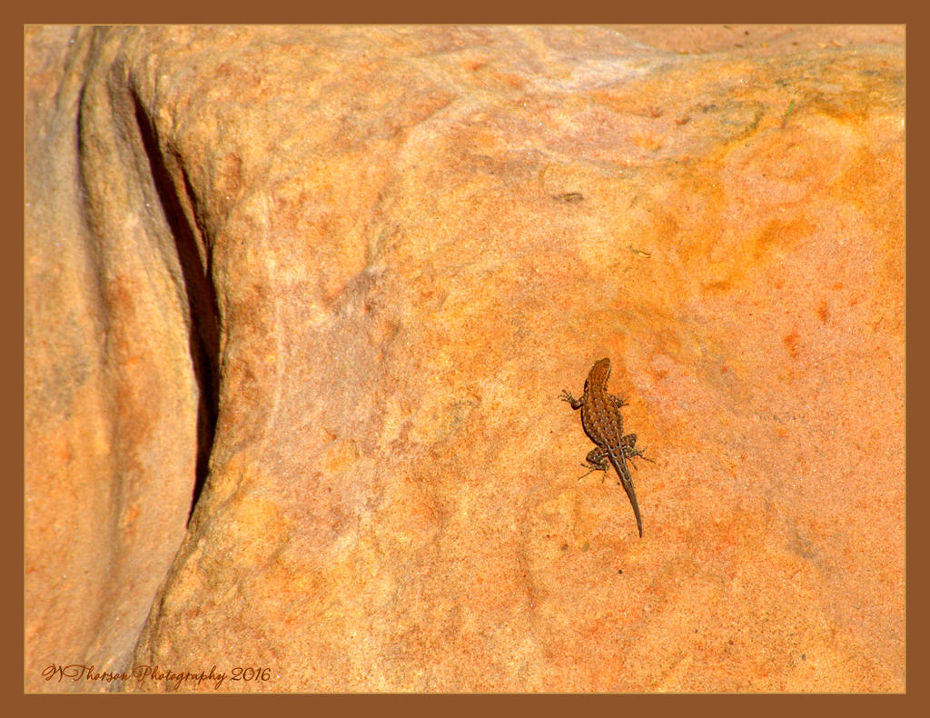 Lizard on a Rock 6-13-2016.jpg