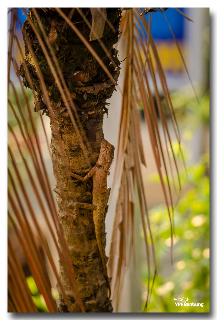 lizard-saturday-morning-ype-school-1.jpg