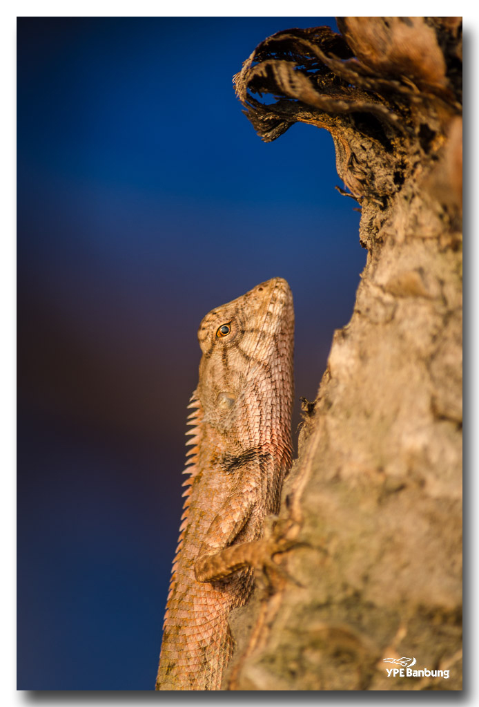 lizard-saturday-morning-ype-school-2.jpg
