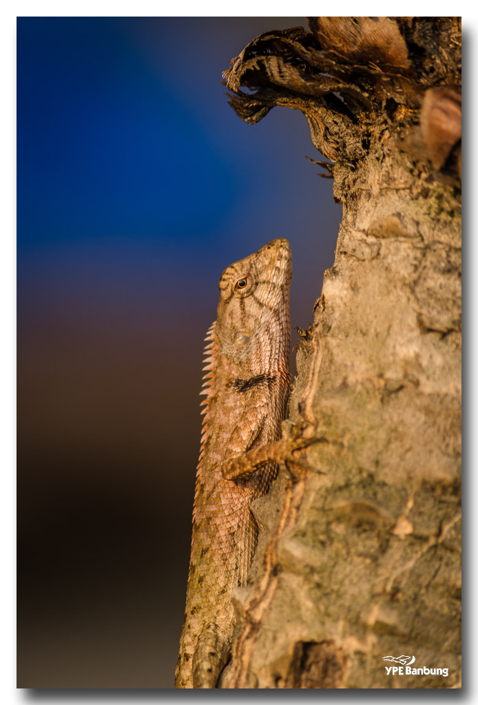 lizard-saturday-morning-ype-school-3.jpg