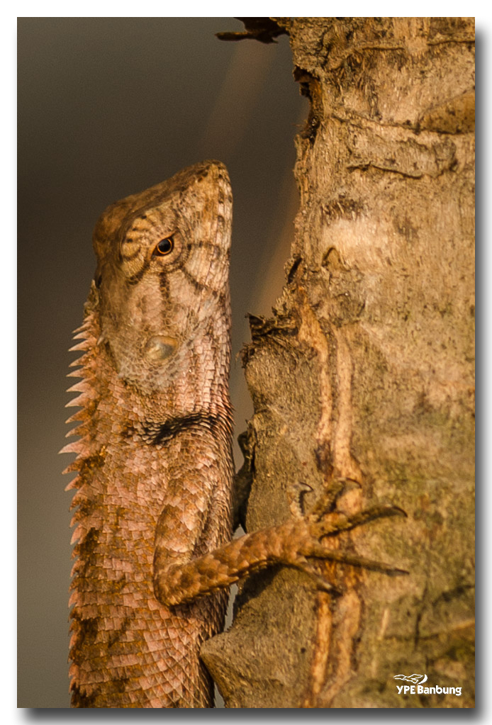 lizard-saturday-morning-ype-school-5.jpg