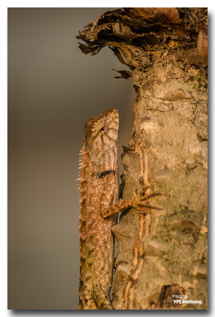 lizard-saturday-morning-ype-school-6.jpg
