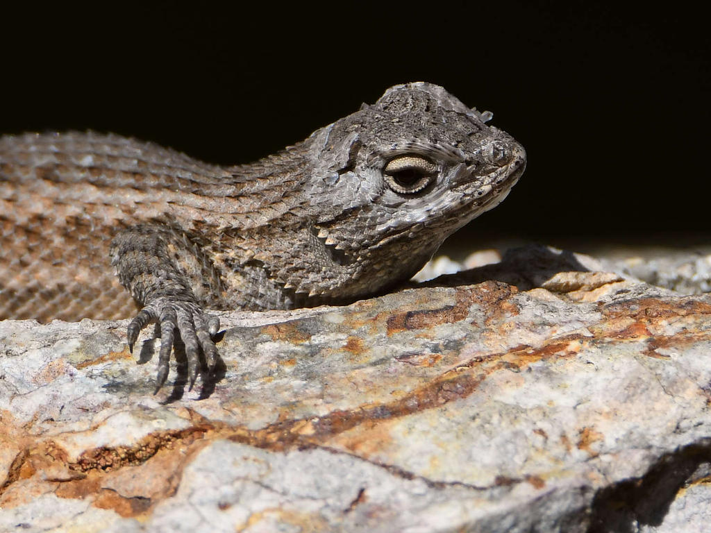 Lizard10.jpg