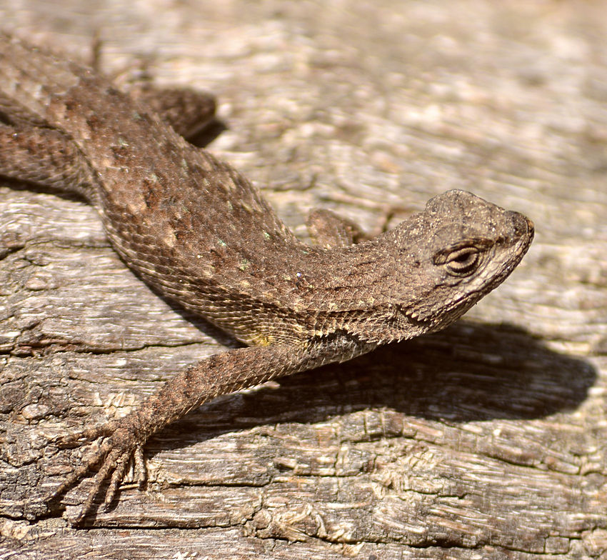 Lizard10Jan2014_5.jpg