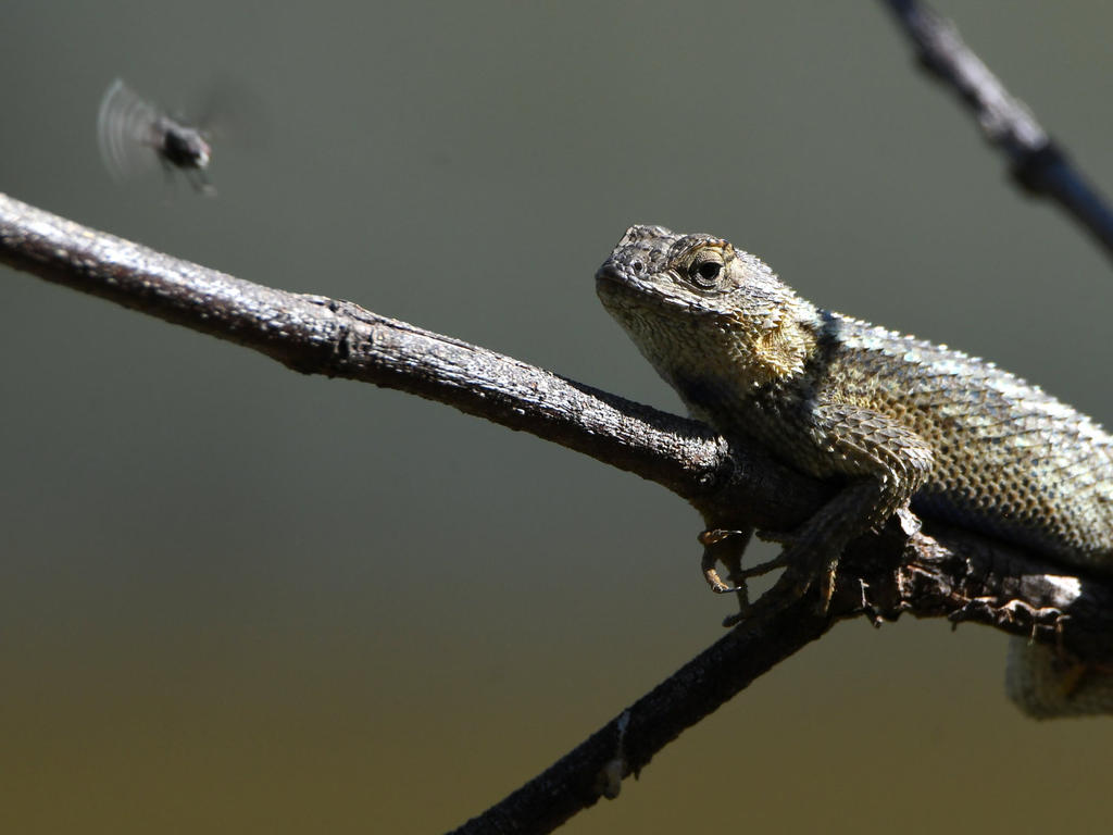 Lizard13.jpg