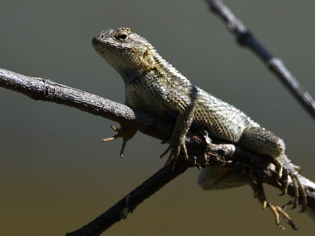 Lizard15.jpg