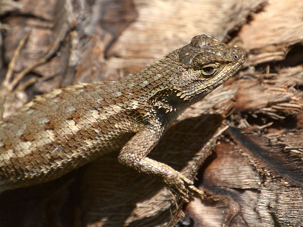 Lizard2.jpg