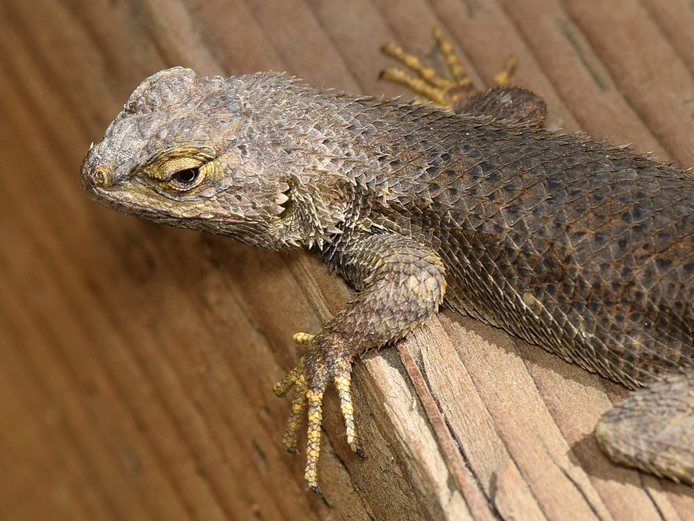Lizard2.jpg