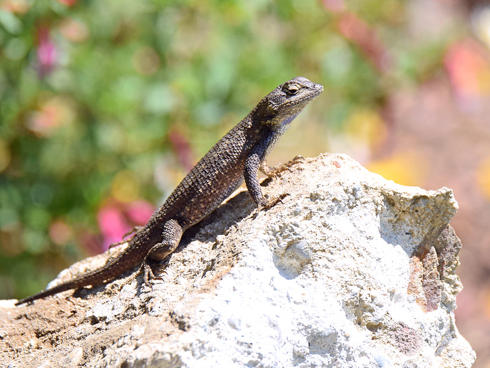 Lizard2.jpg