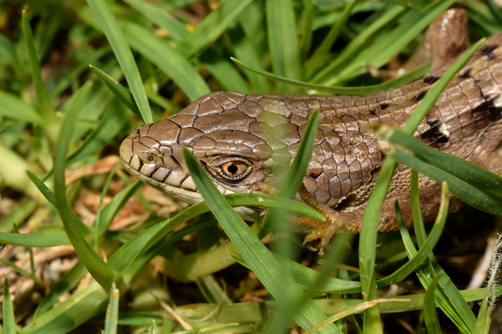 Lizard2.jpg