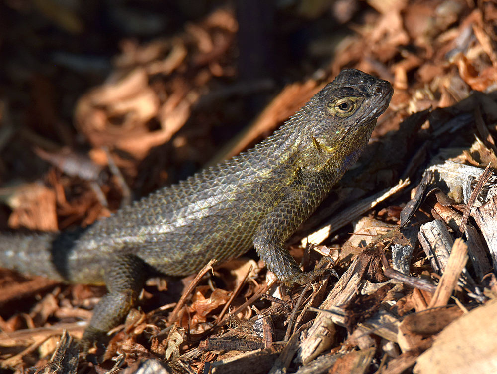 Lizard2.jpg