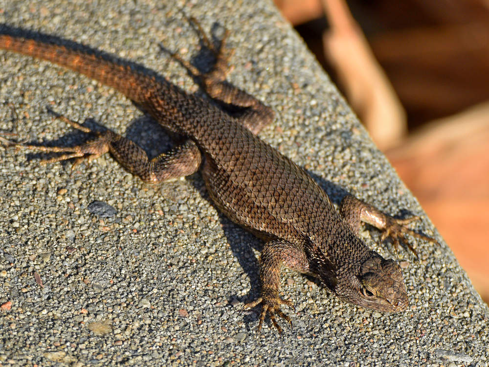 Lizard2.jpg