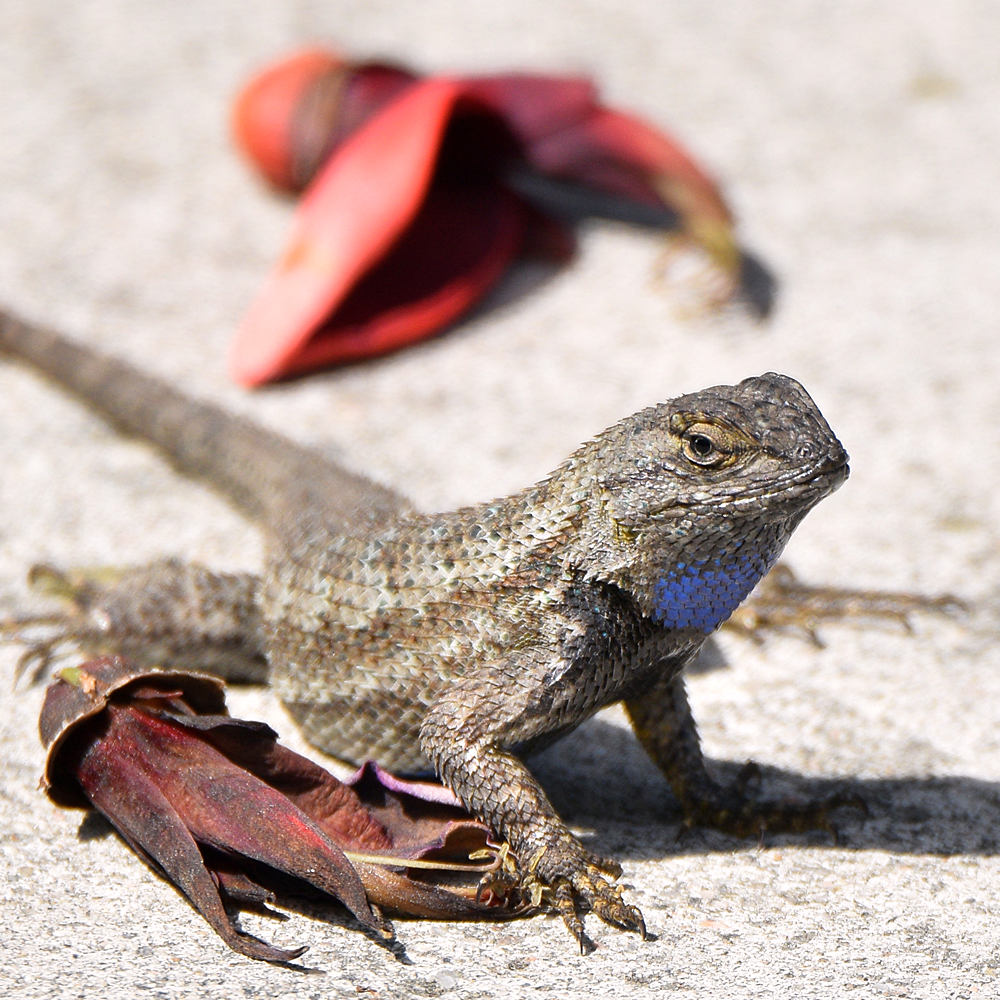 Lizard2.jpg