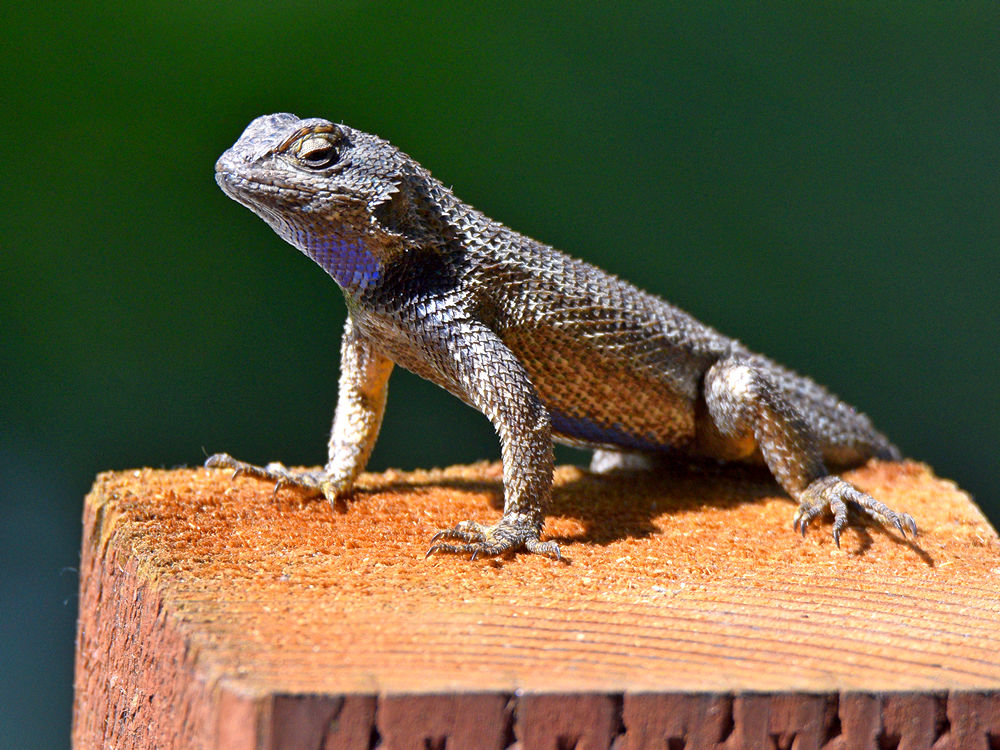 Lizard2.jpg