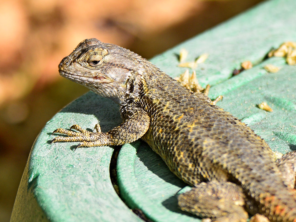 Lizard2.jpg