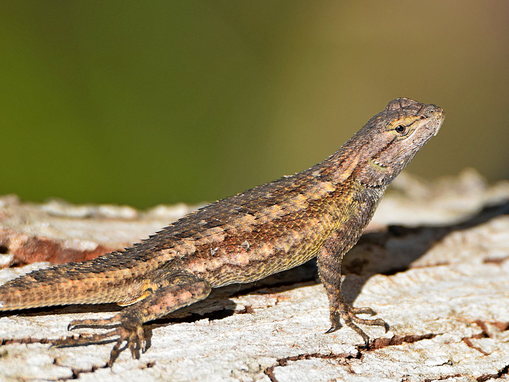 Lizard2.jpg