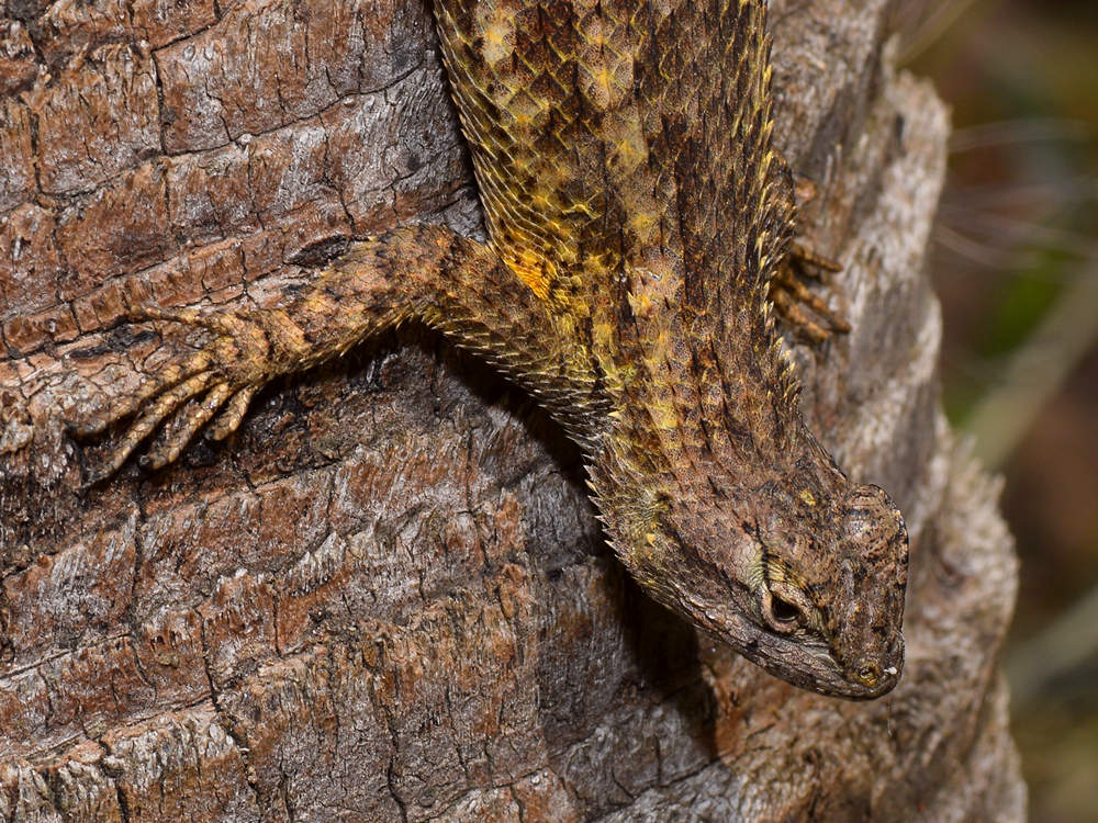 Lizard2.jpg